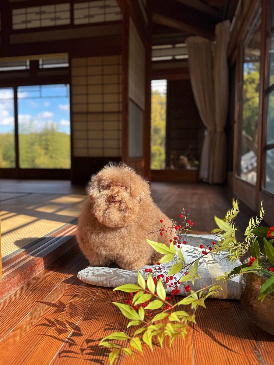 __mohu_c's tweet photo. 2026年もごつもりプードル よろしくお願いいたします。

𝗛𝗮𝗽𝗽𝘆 𝗡𝗲𝘄 𝗬𝗲𝗮𝗿 https://t.co/7CCcBshkGJ
