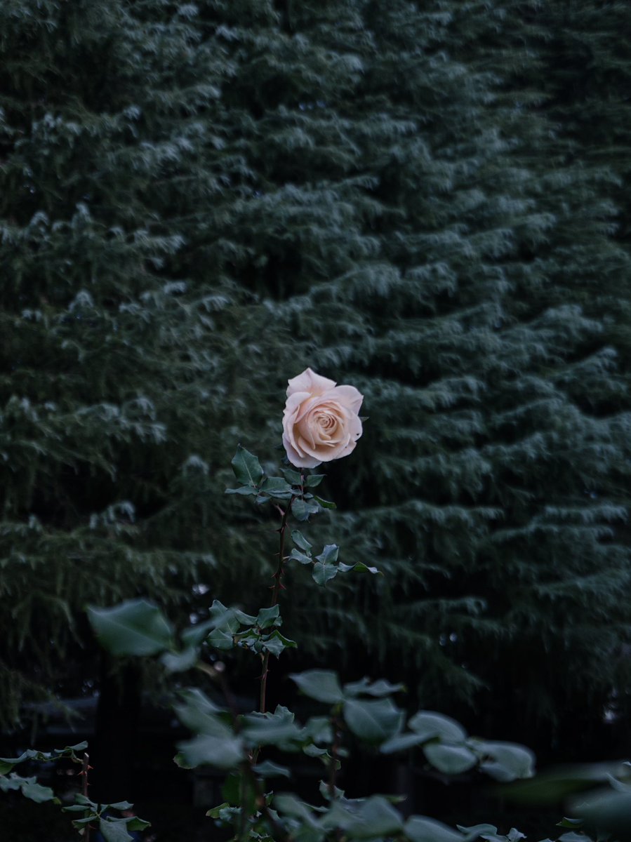 東菜月. (@dekiwaku) on Twitter photo 