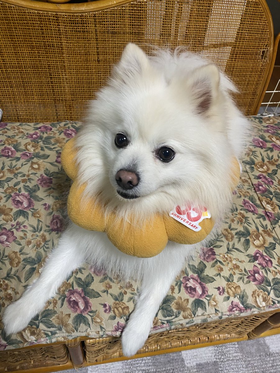 ポメ＠りく♂ (@haruina7) / Posts / X