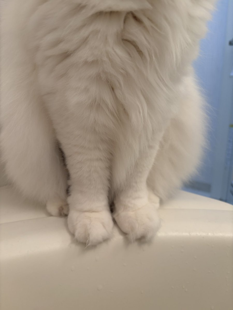 モロが鳴きまくってお風呂に来る😹
お風呂には入れたことがないので水は怖いはず