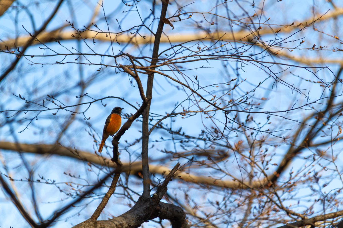 去年の撮り納めの時に休憩してたら飛んできてくれたジョビお