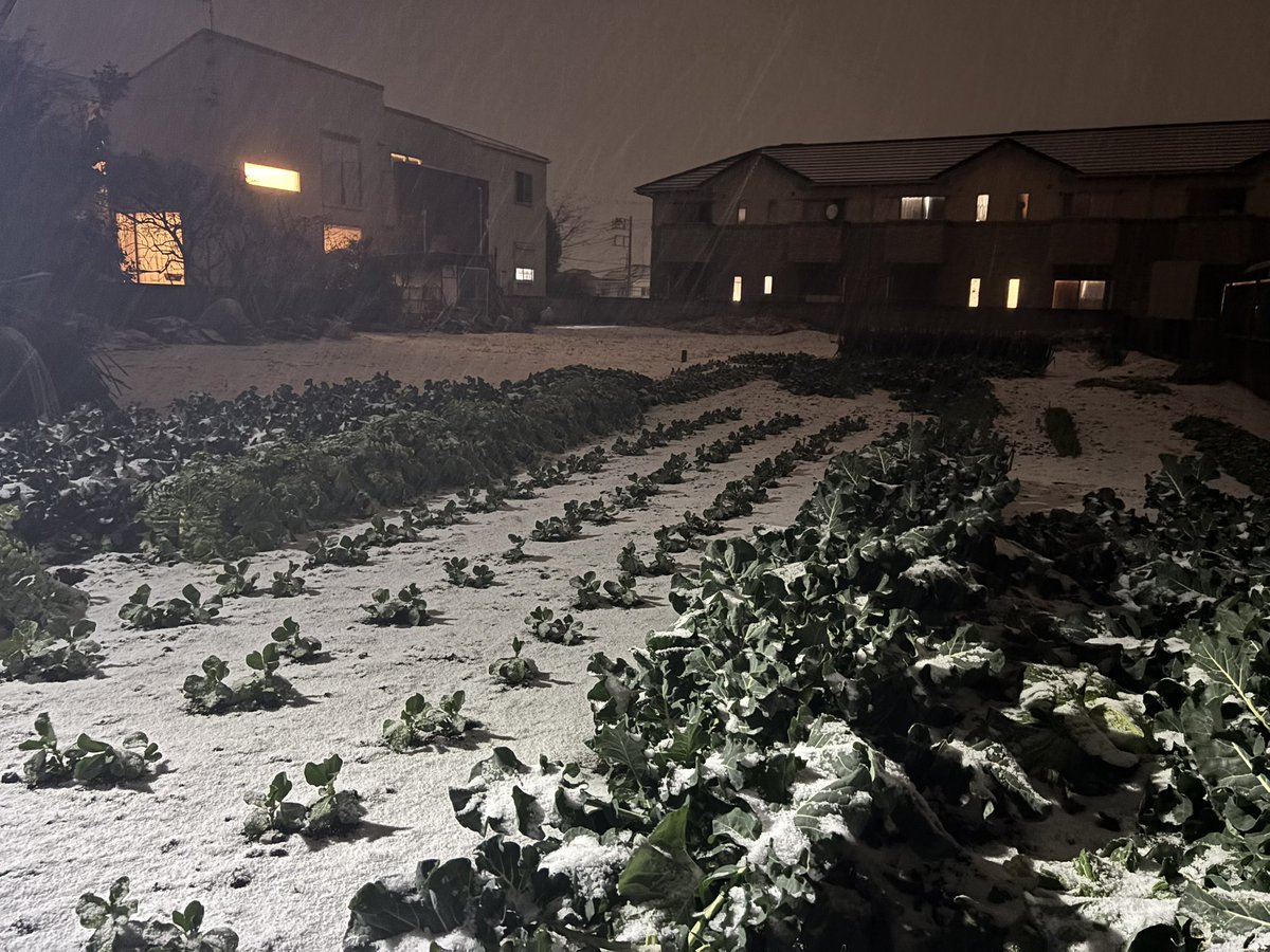 nykcyan's tweet photo. 船橋市は雪が降っています。 https://t.co/ckOLwApKyN