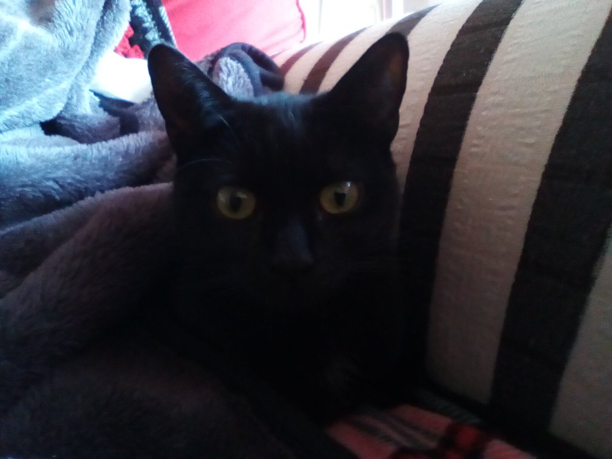 laura watts-fleming in memory of Gabi , Gem🌈 tweet media