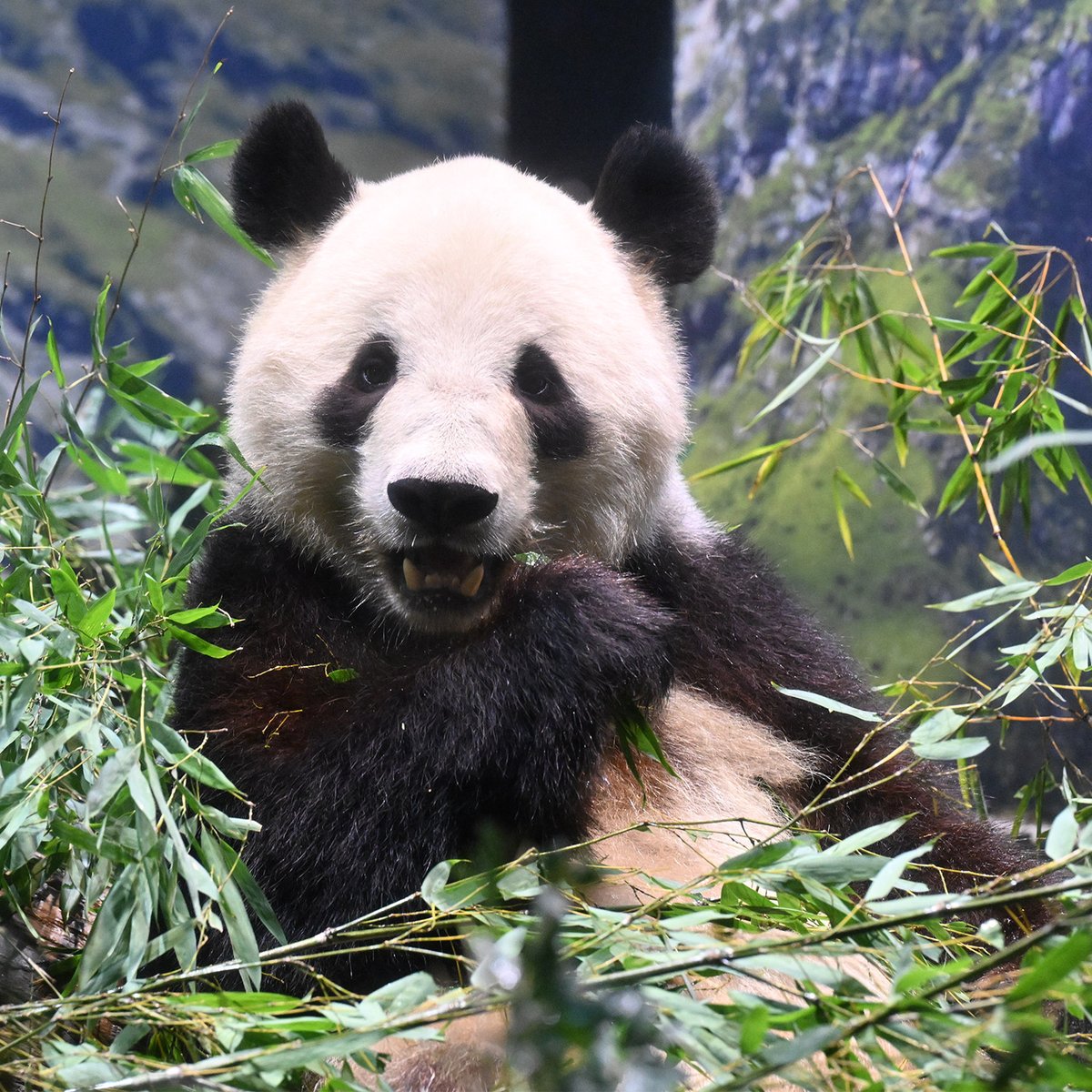 今日のパンダ（4043日目）
今日のパンダは15:30からです。2026年初パンダ、今年もよろしくお願いいたします！
mainichi-panda.jp/474814.html