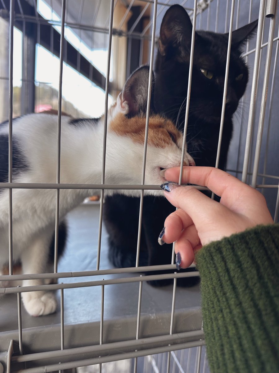 るか🪼T120 tweet media