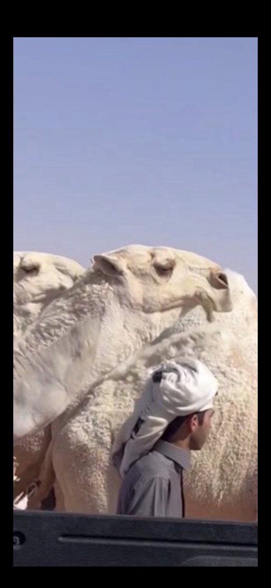 alg0kr's tweet image. #مهرجان_الملك_عبدالعزيز_للإبل10
اعتقد المشاركة مع بن جخدب مضيعه للمال والجهد
هذه البجاحه في العبث لا يوقفها الا ادارة صارمه