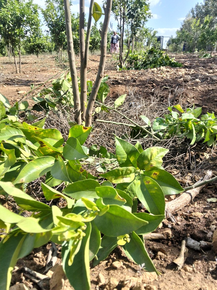 UkulimaModern's tweet image. Never downlook these simple management practices:

#Pruning; formative and structural 

#pest and #disease management by #scouting and #monitoring