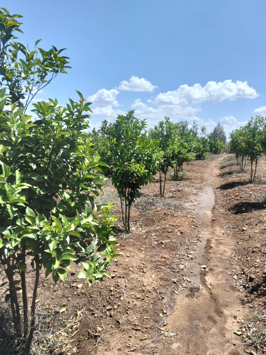 UkulimaModern's tweet image. Never downlook these simple management practices:

#Pruning; formative and structural 

#pest and #disease management by #scouting and #monitoring