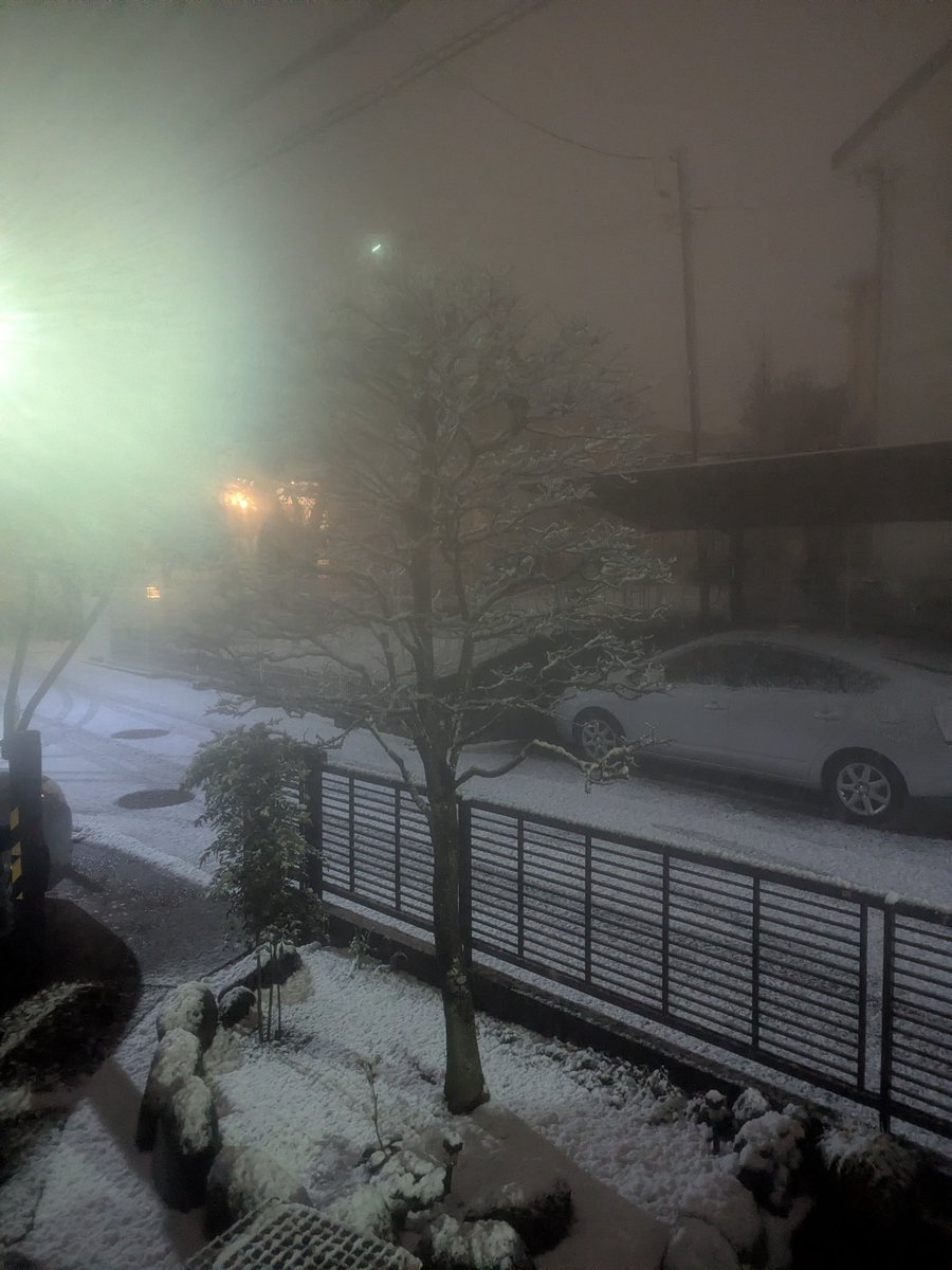 柏、けっこう積もってきた