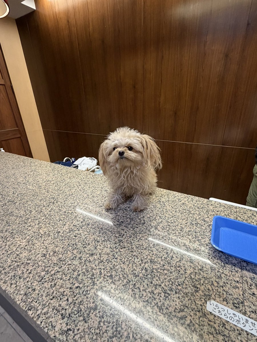 tadanowanwan's tweet image. フロントに猫ちゃんがいました。

（宿の人がサービスで、猫ちゃんをフロントに上げてくれただけたが）