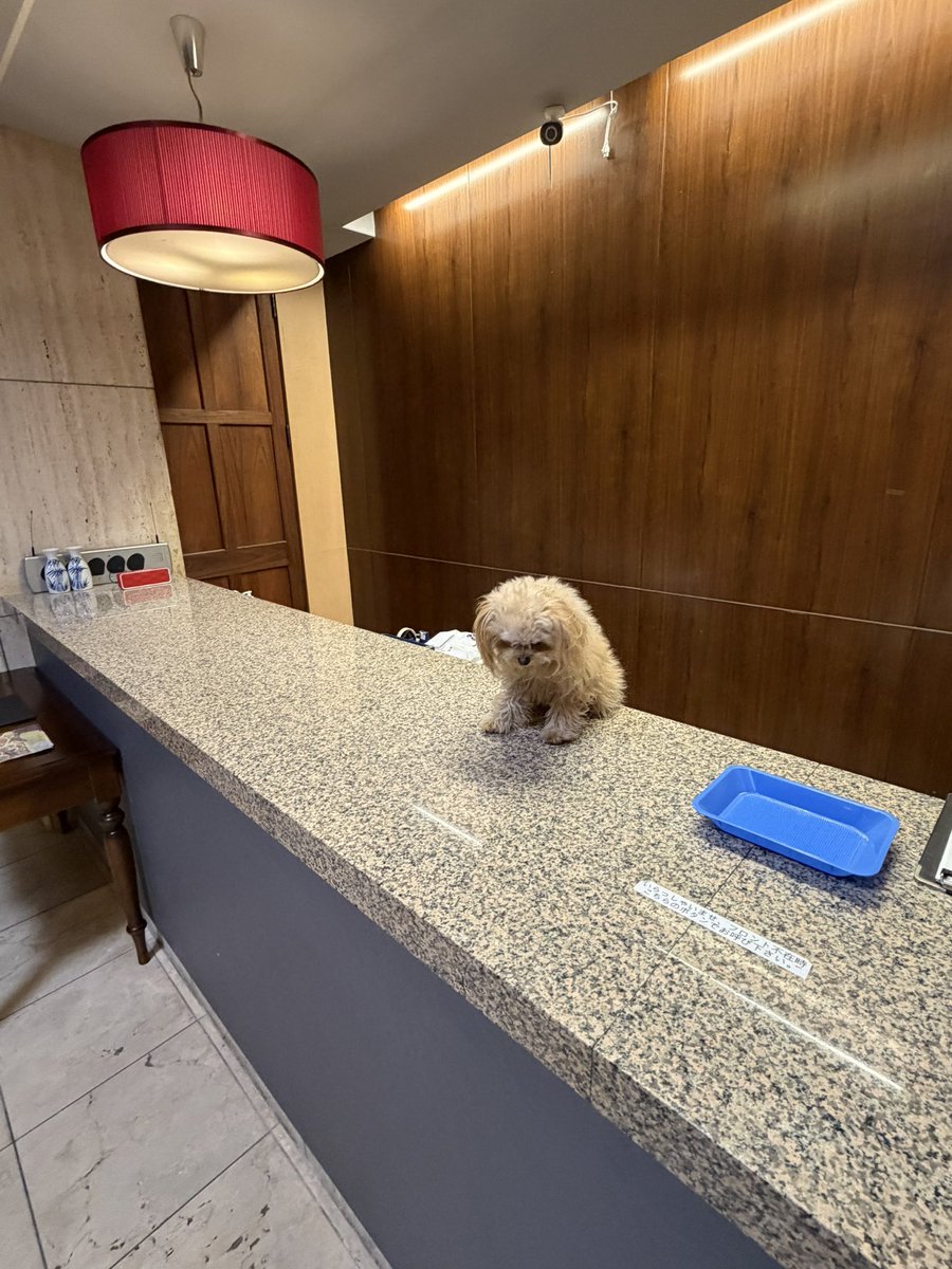 tadanowanwan's tweet image. フロントに猫ちゃんがいました。

（宿の人がサービスで、猫ちゃんをフロントに上げてくれただけたが）