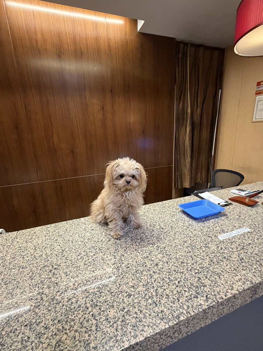 tadanowanwan's tweet image. フロントに猫ちゃんがいました。

（宿の人がサービスで、猫ちゃんをフロントに上げてくれただけたが）