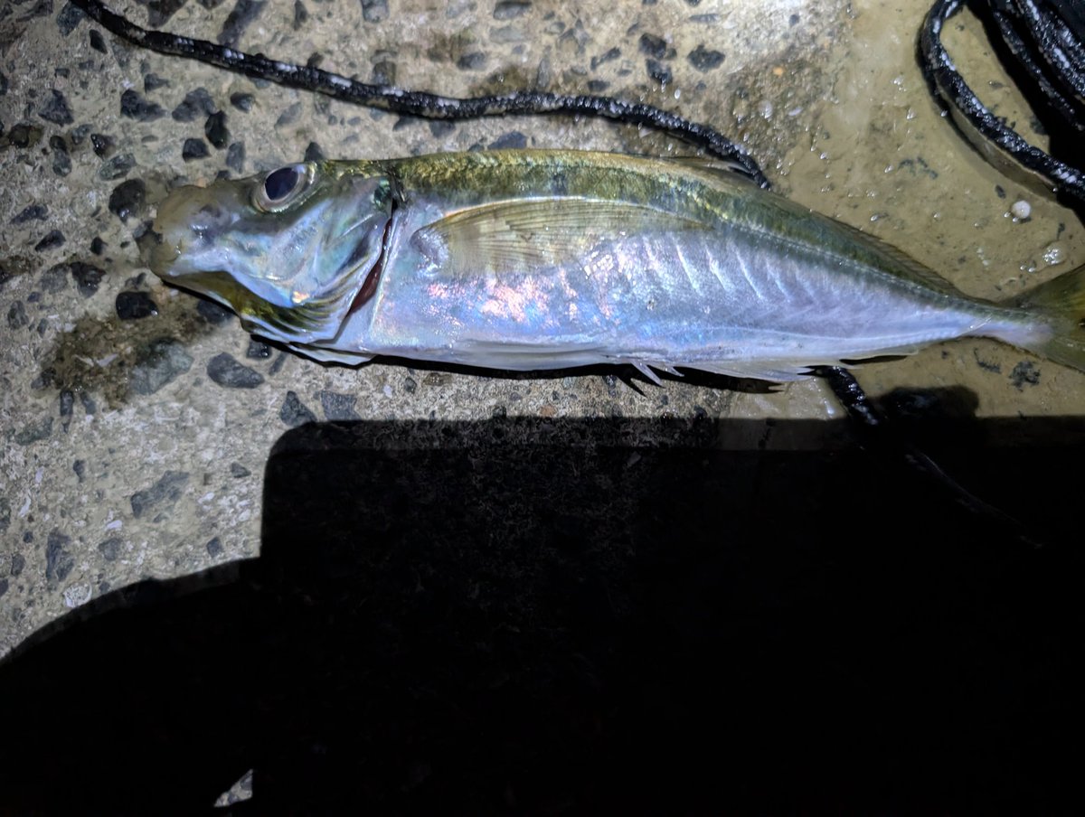 Post by あらた on X: なう