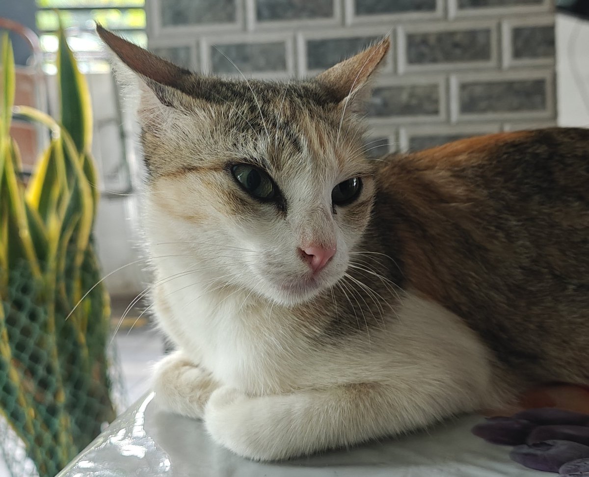 drjish1992's tweet photo. Drop a 🐾 if you’d trust this cat with your secrets.”
#CatsOfX #CatTwitter #orangecat #catnap #ViralPets #CuteOverload https://t.co/siJHbPIJZ6