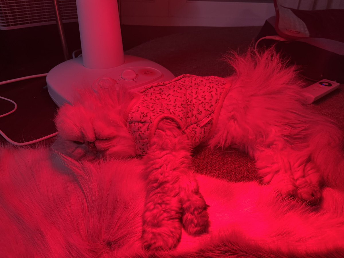 anarchy9786's tweet image. 아이구 쑤신다