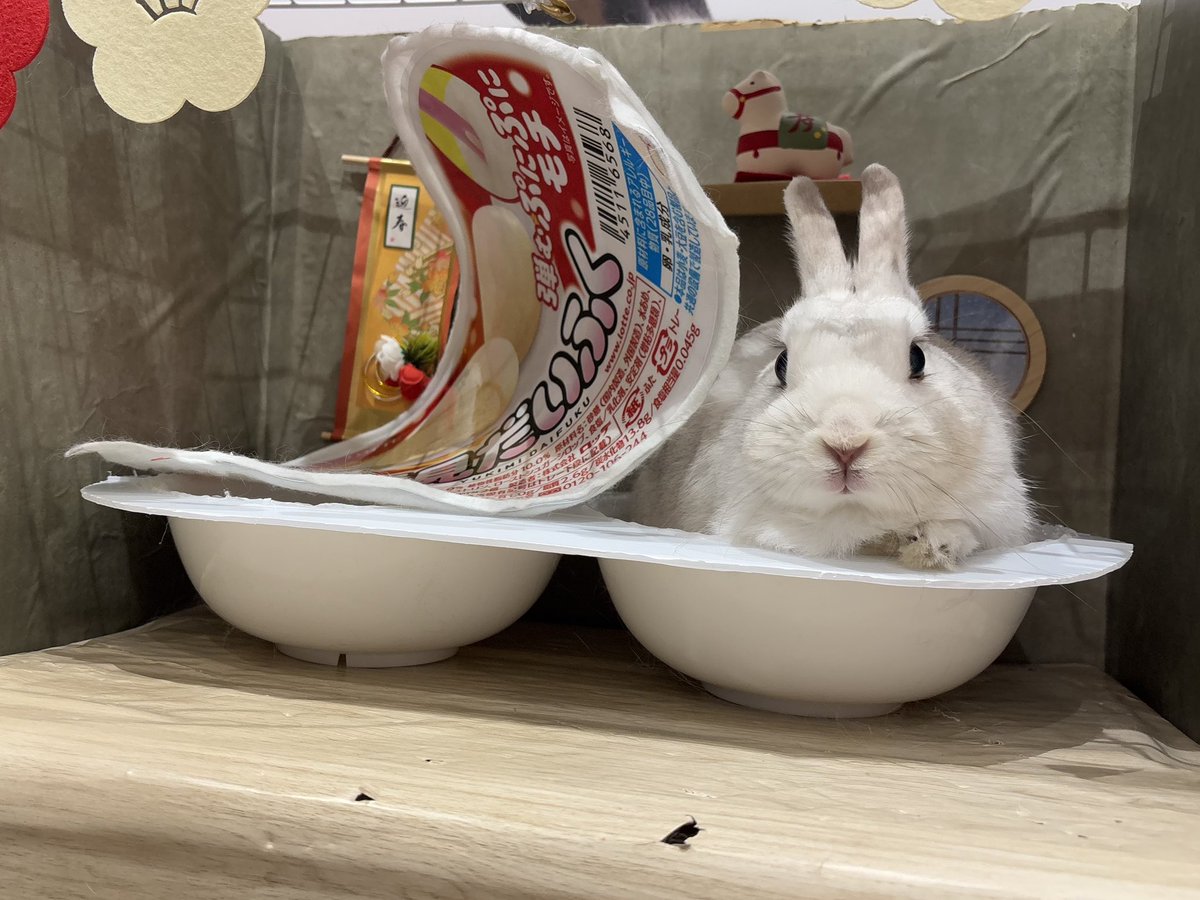 本日から撮影ブースに来てくれた子達のお写真はこちらにて投稿することになりました！
今年最初のあけおめうさちゃんズ🐰✨その①！
#うーちゃん
#こゆきちゃん
#うさぎのしっぽ　#うさぎのしっぽビナウォーク店　#うさぎ専門店　#토끼　#兔子　#rabbit