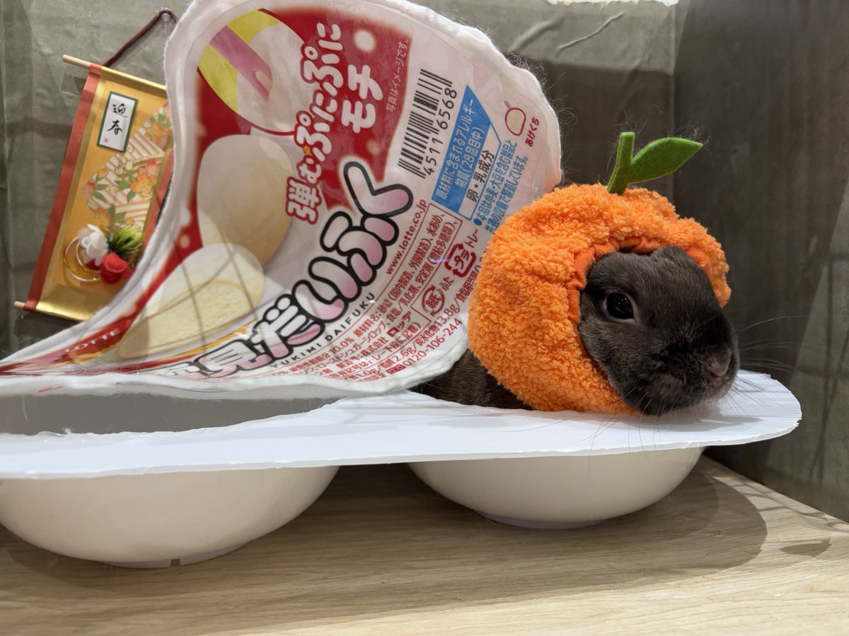 あけおめうさちゃんズ🐰✨その②！！
#くるみちゃんコーラちゃん
#むぎちゃん
#美々男ちゃん
ありがとうございました🫶
#うさぎのしっぽ　#うさぎのしっぽビナウォーク店　#うさぎ専門店　#토끼　#兔子　#rabbit