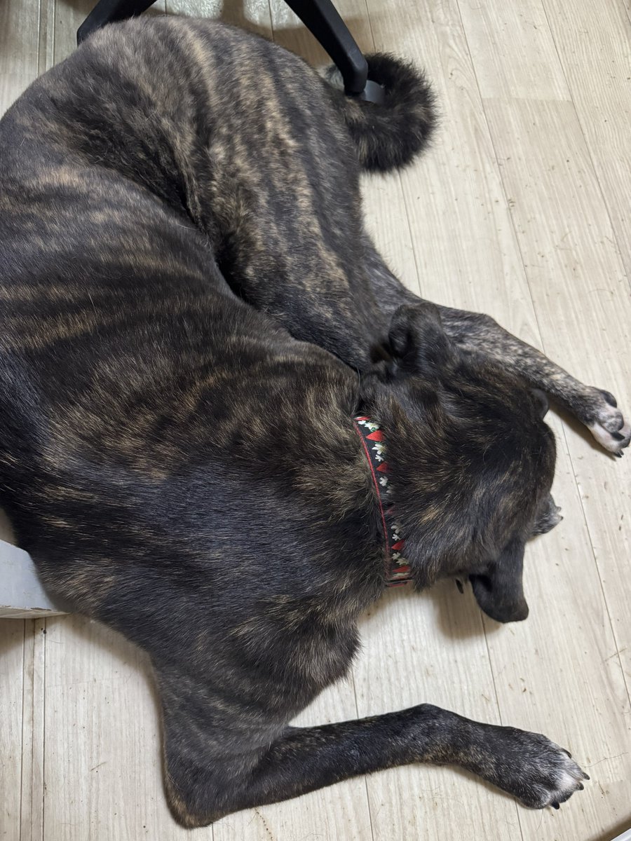 多幸🐈プロフ見てね🐈‍⬛固定ポストは拡散希望🐾 (@camillo7) / Posts / X