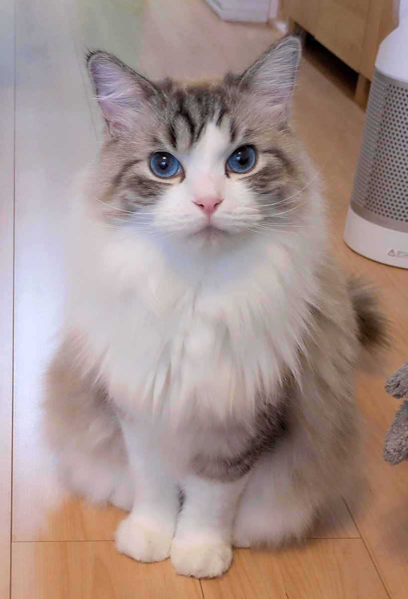 青い瞳のねこ (@jayro8376) / Posts / X