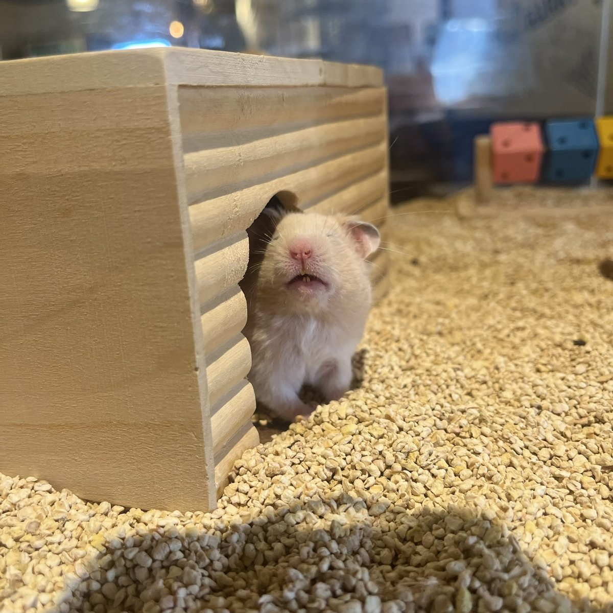 かわいいwwwwwwwwwwwwwwwwwwwww 2倍ぐいらいの