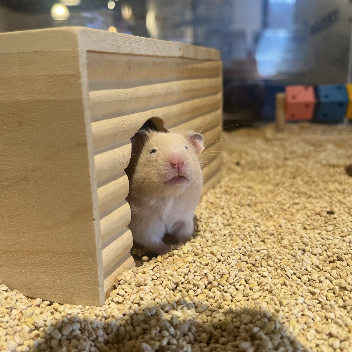 かわいいwwwwwwwwwwwwwwwwwwwww 2倍ぐいらいの