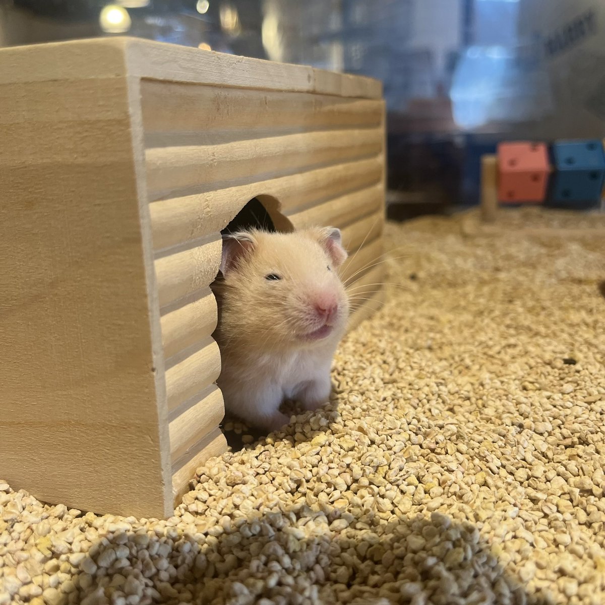 ♡きゃんべる♡ かわいいwwwwwwwwwwwwwwwwwwwww 2倍ぐいらいの