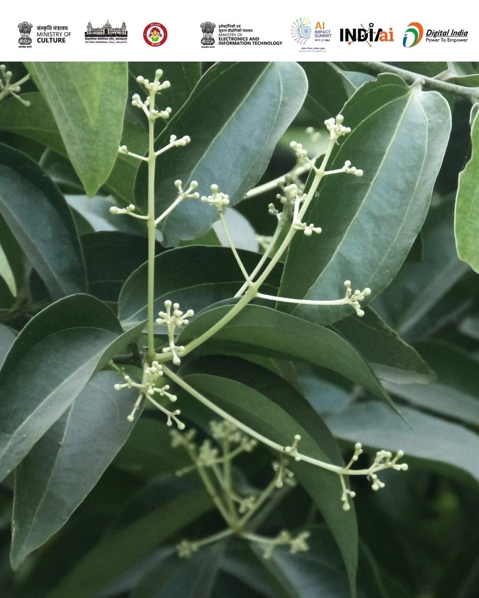 victoriamemkol's tweet photo. TREE OF THE MONTH- January 2026
Cinnamomum verum
English – Cinnamon
Bengali – Daruchini / Dalchini
Images & Text by: Sushmita Basu
#Treeofthemonth
#VictoriaMemorialHall
#Cinnamon https://t.co/mb5BVG58uU
