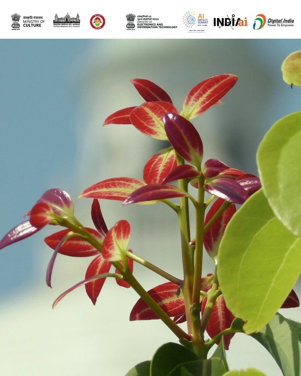 victoriamemkol's tweet photo. TREE OF THE MONTH- January 2026
Cinnamomum verum
English – Cinnamon
Bengali – Daruchini / Dalchini
Images & Text by: Sushmita Basu
#Treeofthemonth
#VictoriaMemorialHall
#Cinnamon https://t.co/mb5BVG58uU