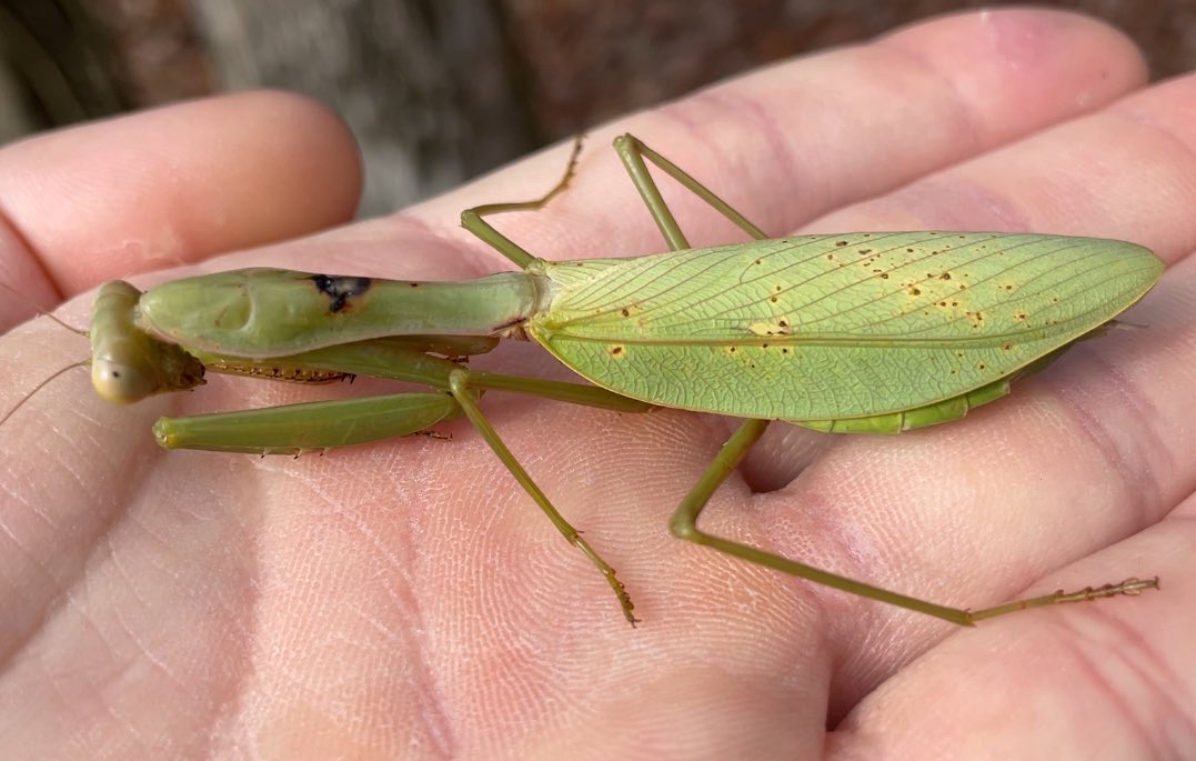 目貫カマキリ 合金 蟷螂図目貫｜現代物金具の販売 刀部 かたなべ – 刀部オンライン