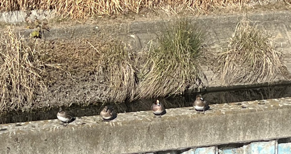 BebeSwallowtail's tweet image. 2026年元旦は
障子に朝陽がほんのりうつりこみ、
鳥たちも均一に並んでほっこりと。
母と恒例の「あほや」の
たこ焼きを食べて、

こんな感じでスタートです。☺️
自力なる気合いは満タン。

今年も始まるのですねぇ。