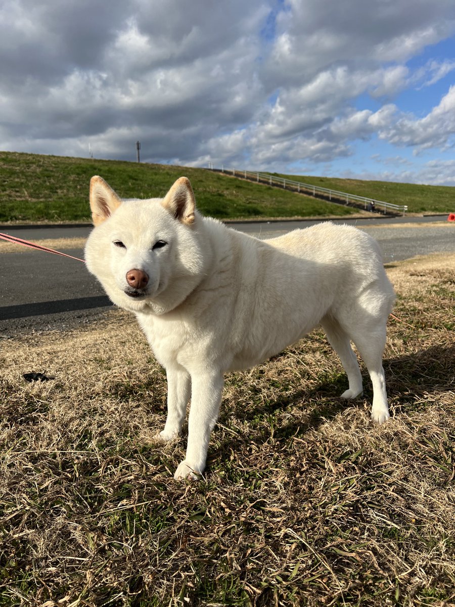 ちょびです。 JUNGLE Special Collectors Shop / 52TOYS ビーストボックス BB-57