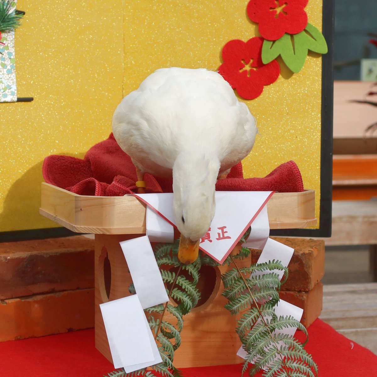 matsuevogelpark's tweet image. 今年もよろしくお願いいたします ﾍﾟｺﾘ

#鏡もち　#最終日　#コールダック