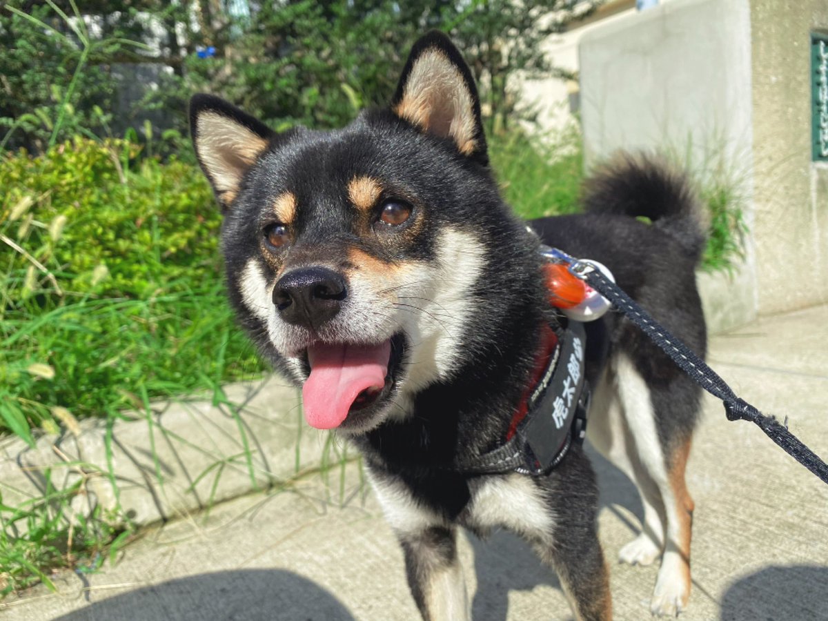 kotaro_channel1's tweet photo. 【 #拡散希望 】
愛犬が脱走してしまいました。少しでも情報が集まれば、よろしくお願いいたします。

・日時
    1/2 16時頃
・場所
    埼玉県さいたま市桜区田島五丁目付近
    最寄り駅：西浦和駅
・犬種
    豆柴 黒 5kg
・名前
    虎太郎
・その他
    ハーネスも首輪もつけてないです https://t.co/VUafrcySRk