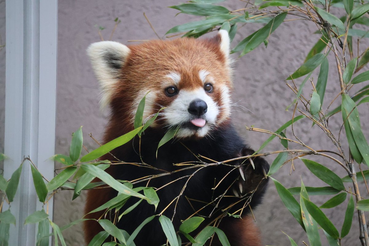 mg7rf_wym's tweet image. 舌ペロ可愛すぎなルールーくん
📷️2026/1/1
#徳山動物園 #レッサーパンダ 
#ルールー #舌ペロ