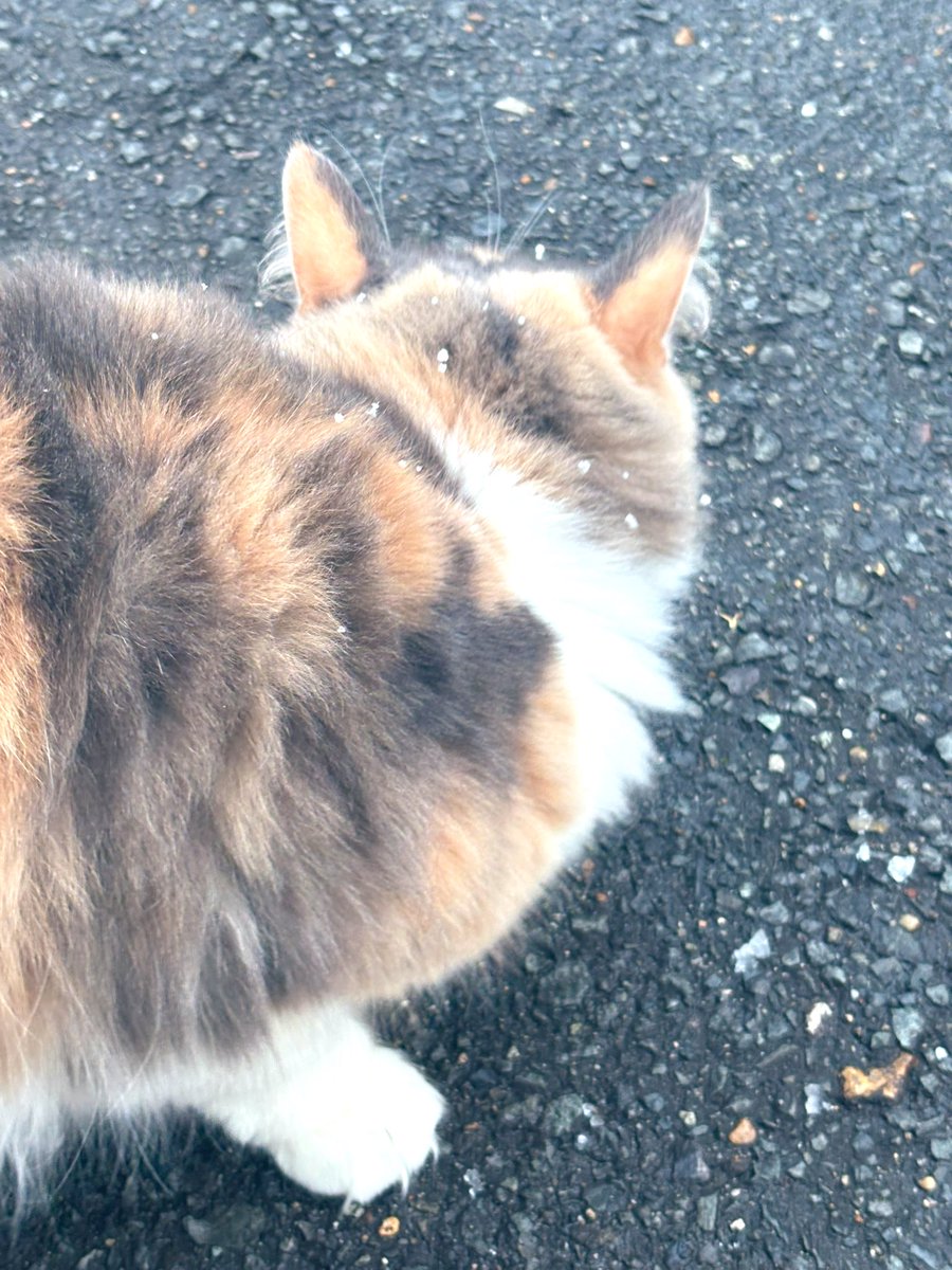 たうんに雪 ねこにも雪