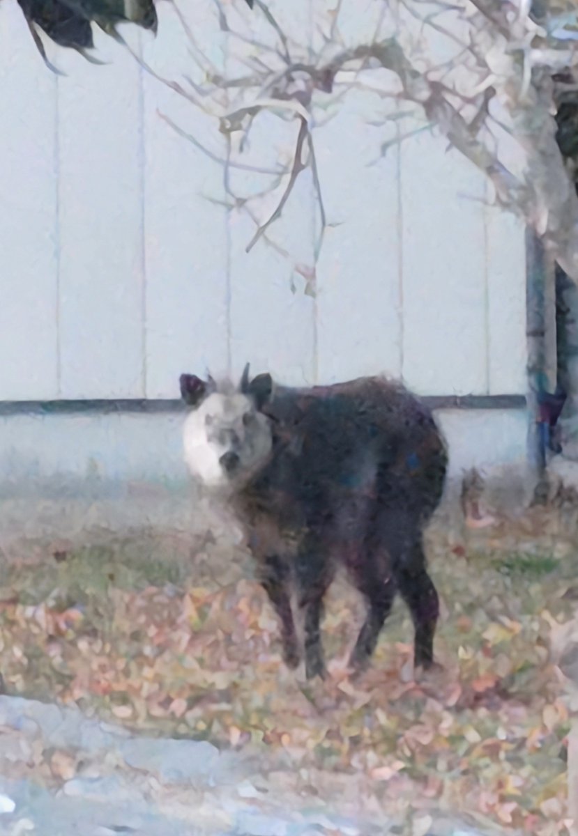 雑草食ってくれる庭のカモシカさん。今年もよろしく☘️