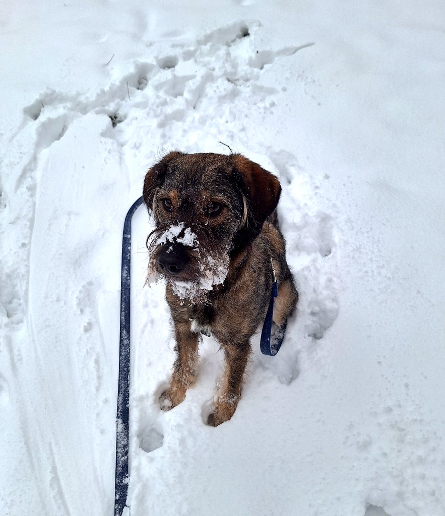Перед вамм Дуже Хороша Собачка, яка прибігала, коли її кличуть, навіть під час гри з іншими собачками, і смішно стрибала в сніжку.
Просто щоб ви знали.