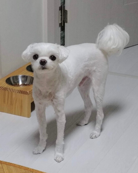 우리집 강아지 팔다리가 ㄴㅁ 길어요