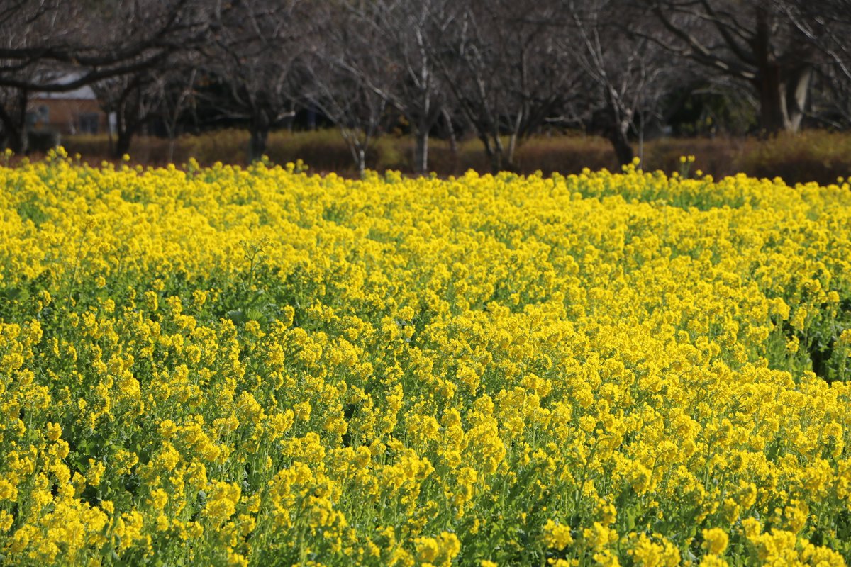 スカイドルフィン近くにて菜の花が咲き始めています。 うみなかの花暦