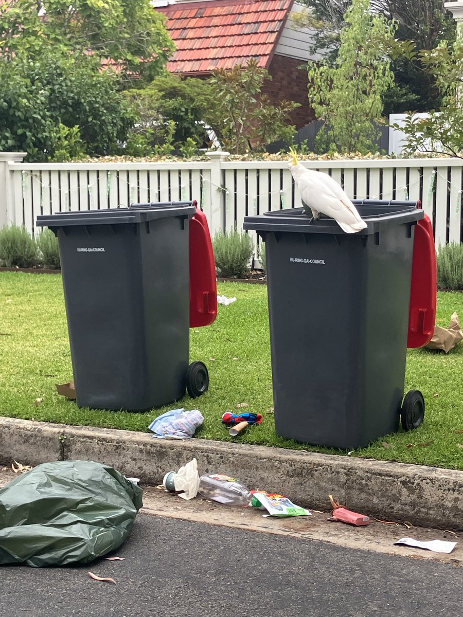 Rod Quinn JP. tweet media