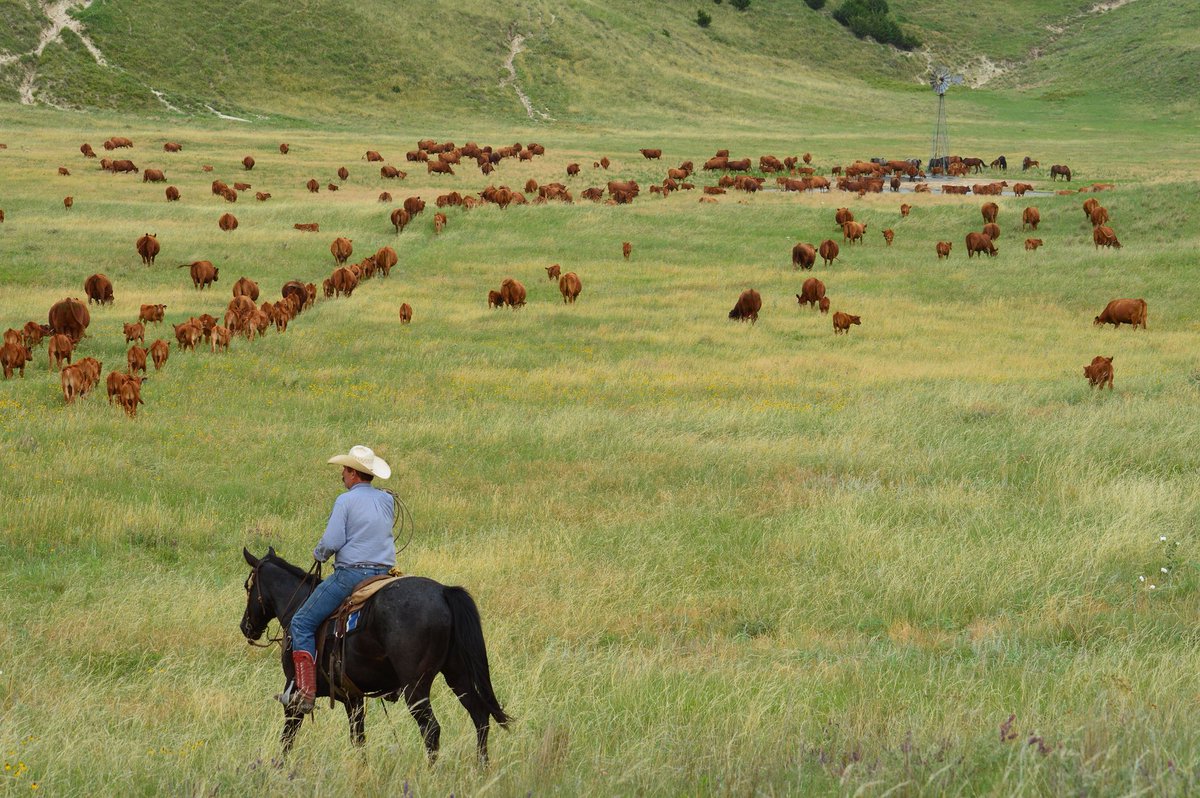 Fathers_Diary's tweet image. &amp;gt; Make money in your 20s and 30s
&amp;gt; Move to a third world country
&amp;gt; Buy 6k - 10k acres of land
&amp;gt; Grow your own food
&amp;gt; Have grass fed meat, eggs and milk
&amp;gt; A fireplace overlooking the sunset
&amp;gt; Thousands of trees around the farm
&amp;gt; Thousands of birds for eggs
&amp;gt; Enough water to lasts…