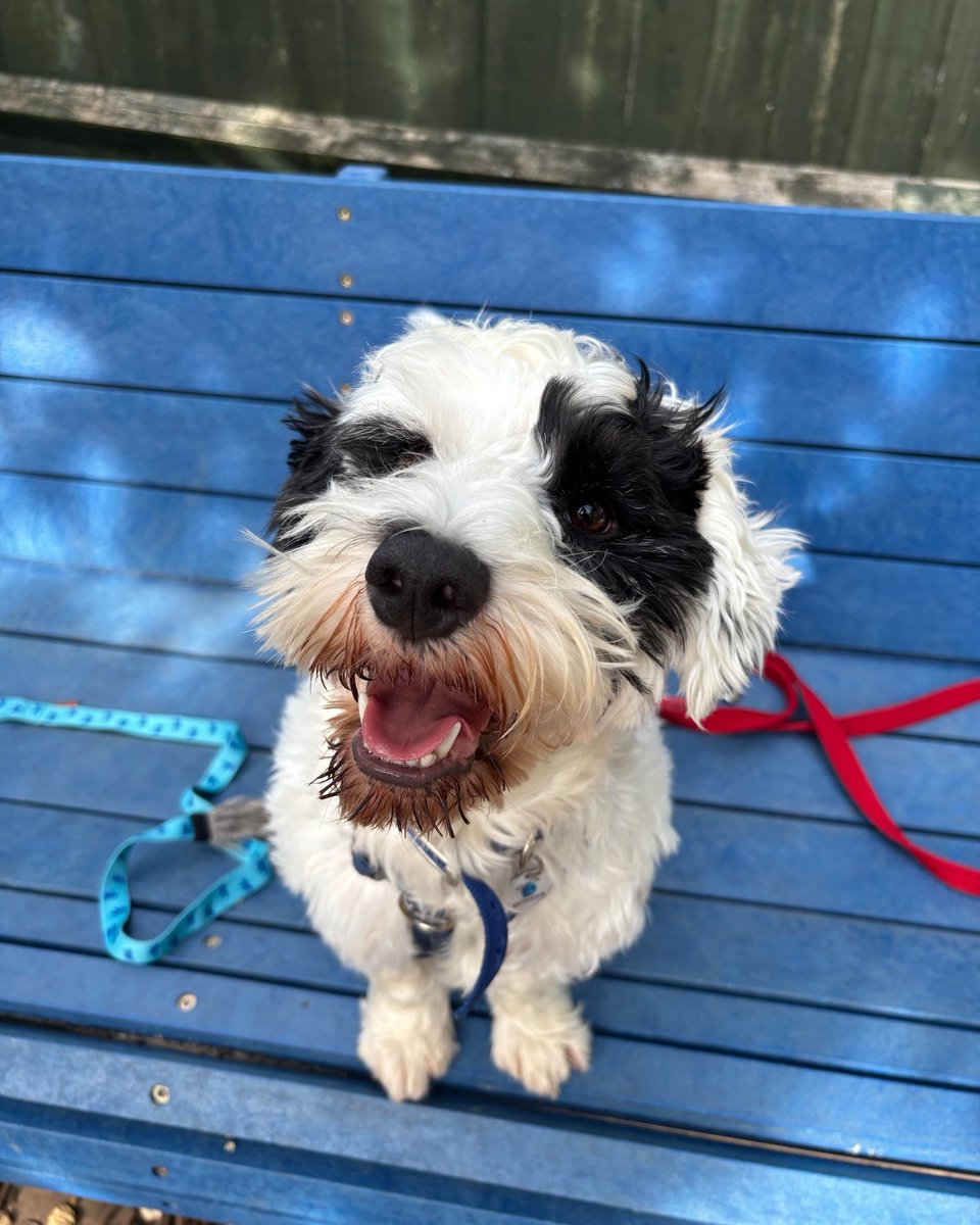 Battersea tweet media