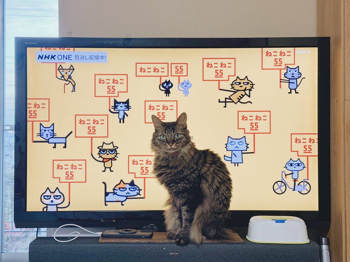 ねこねこ55見てたら うずうず耐えきれなくなった えっちゃん🐈‍⬛