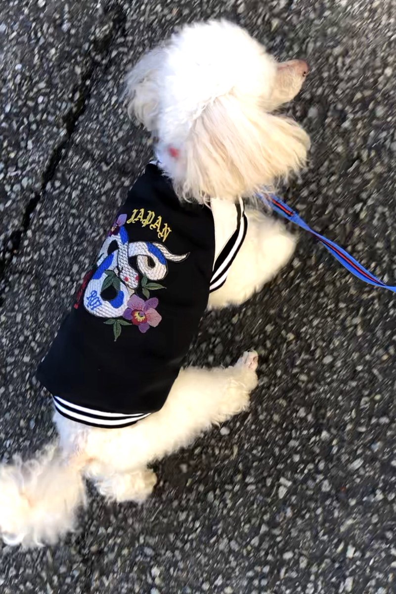 通常作業はお休みしてワンコ用のスカジャンを縫って遊びました。
袖を通すのを嫌がるから袖なしで。
ワンコ服は初めてで直したいところもあるけれど可愛くできたから良し。