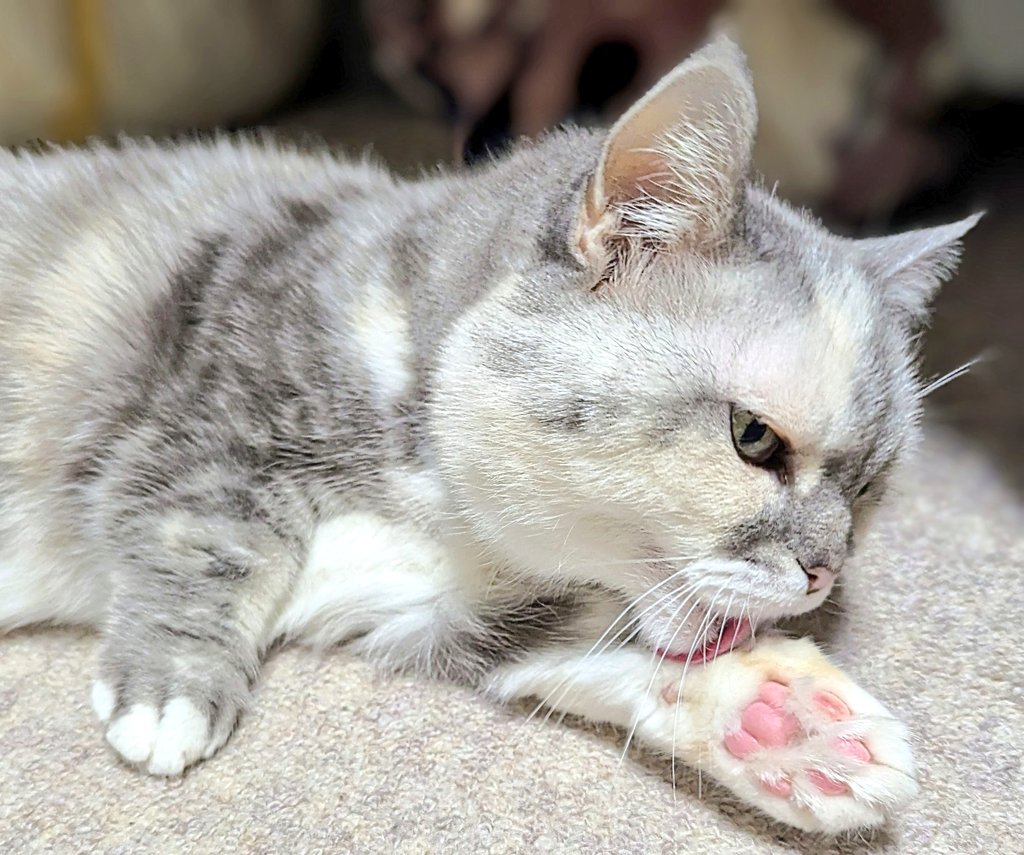 chigusa0901's tweet photo. 肉球メンテナンスを欠かさない　おかゆちゃん
#猫のいる生活 　　#マンチカン https://t.co/aO5qj6v2e1