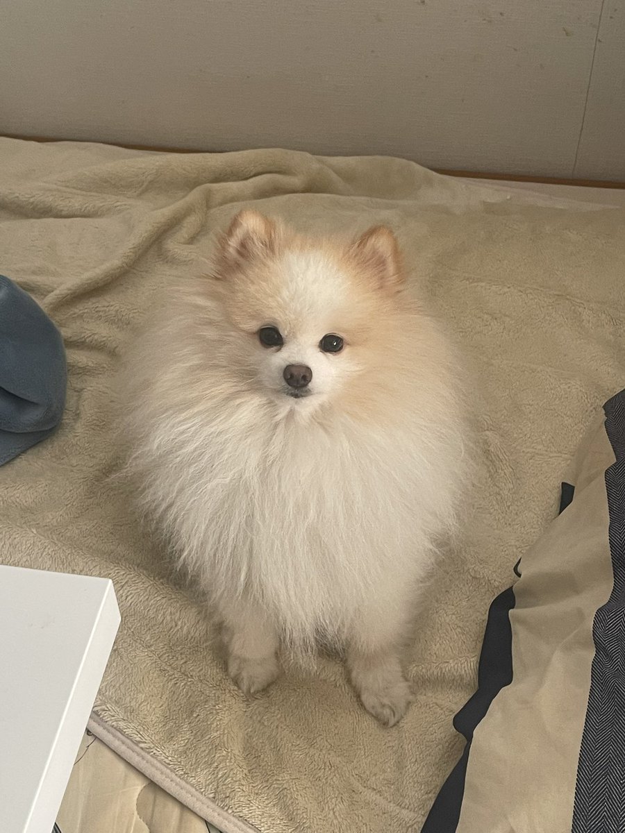 くれーぷ tweet media