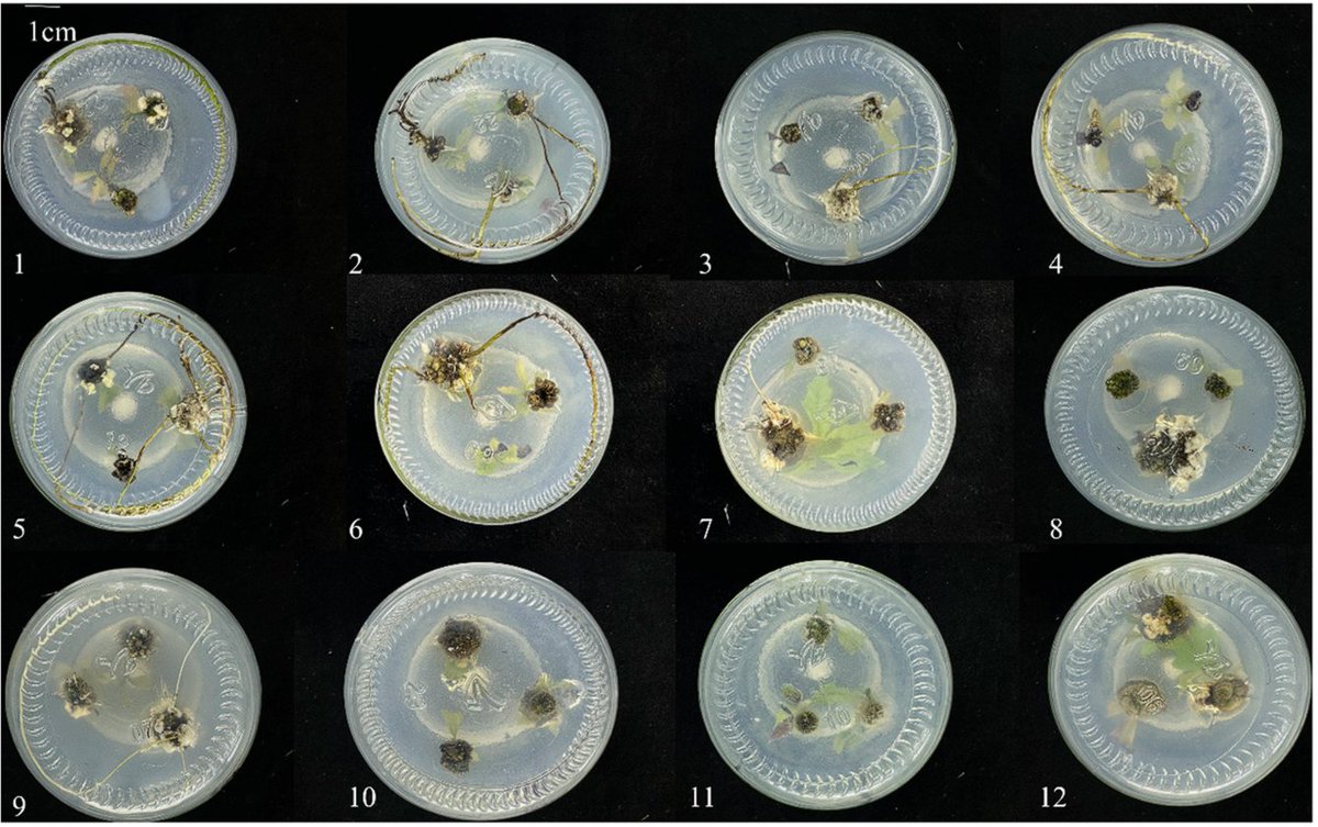 Plants_MDPI's tweet image. 🌳 Clonal propagation of Quercus palustris just got easier. This study establishes an efficient in vitro regeneration protocol for shoots, roots, and callus—key for germplasm use and conservation.

🔗 Read more: brnw.ch/21wYMeJ

#TissueCulture #Forestry