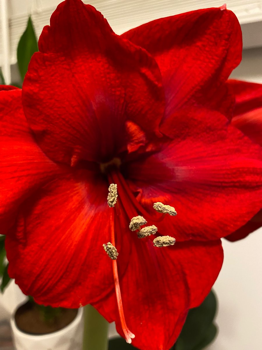 Clare #SaveTheVentureBros #Lodge49 #TheTick tweet media