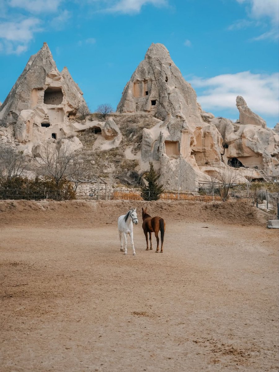 GoTurkiye's tweet image. Where ancient valleys meet wild freedom...
Cappadocia’s Yılkı horses run with the wind, carrying the spirit of the land with them. #Cappadocia

For more, visit:
instagram.com/gocappadocia