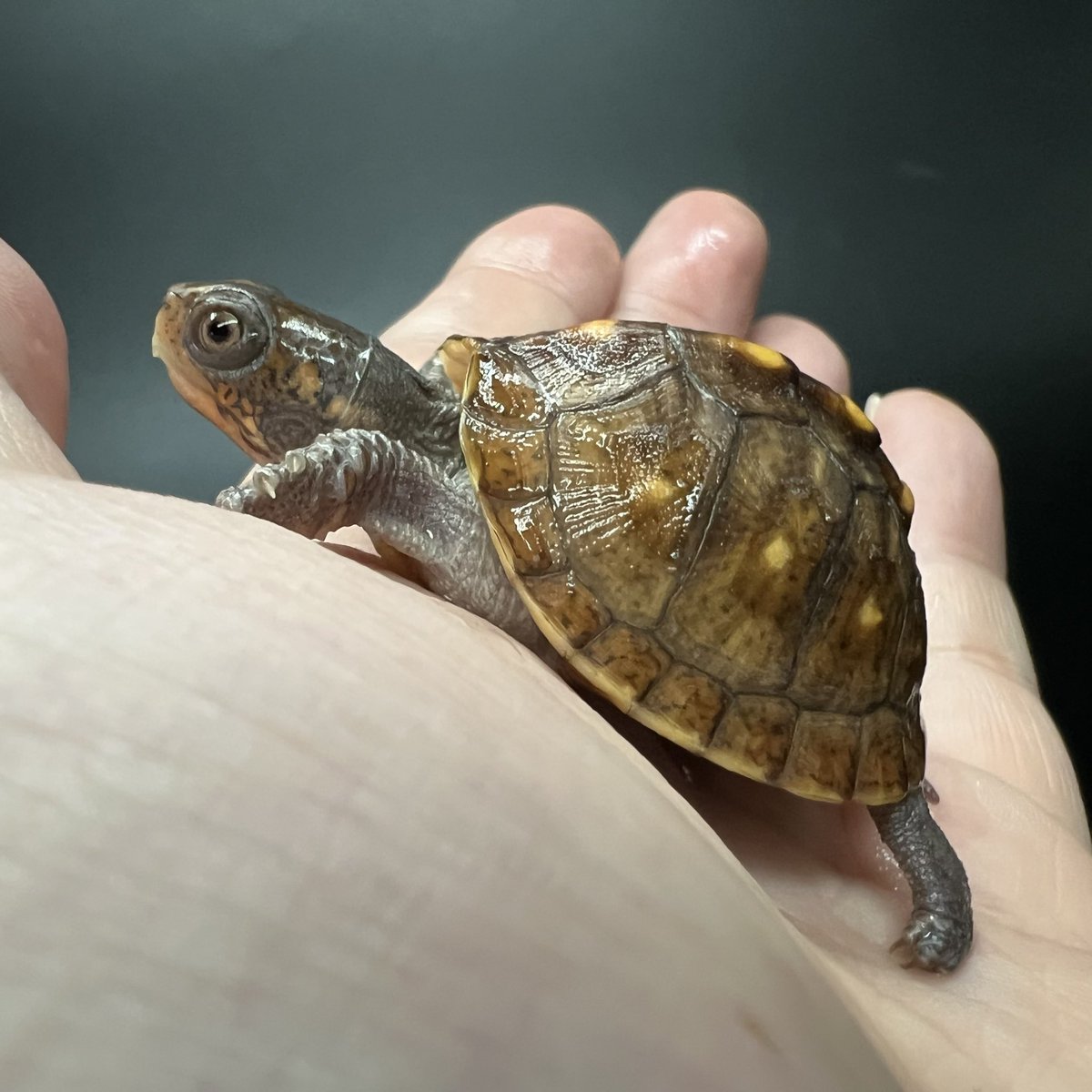 ポメころび❣️ レボニック社より新製品サンプルが届きました！ Sara Moa PORO RAMZY